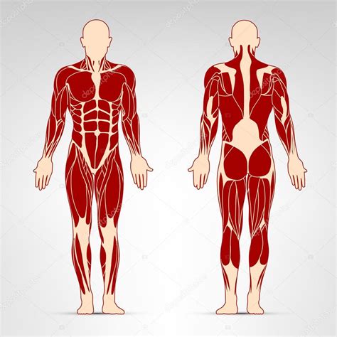 musculos del cuerpo humano-1